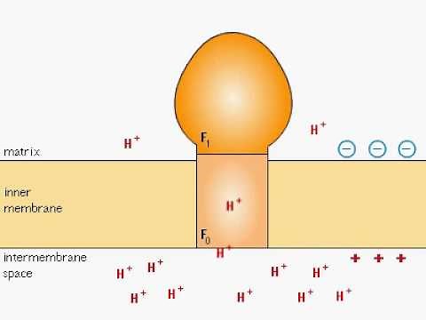 ATP Synthesis F0 F1 Complex animation