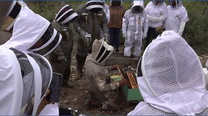 Beekeeping 101: Inside the hive