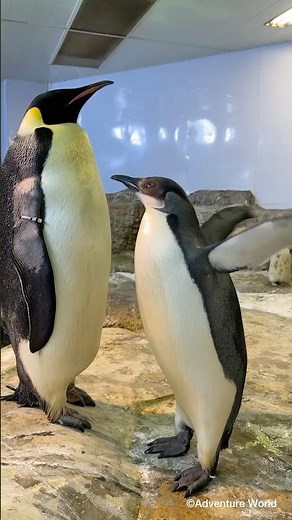 ＼ エンペラーペンギンの赤ちゃんの成長記録🐧／【2月22日撮影 145日齢】