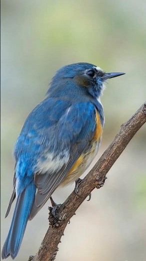 Capture Stunning Bird Photography with a Smartphone Telephoto Lens