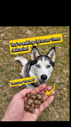 You’re Walking Right Over Wild Truffles! #bctruffles #foraging #pnw #mushroom #delicacy