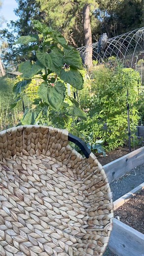 708K views · 22K reactions | #gardentotable dinner 殺 #growyourownfood #gardenharvest #zone9garden #organic #gardening | Gardeningwithtara | Facebook