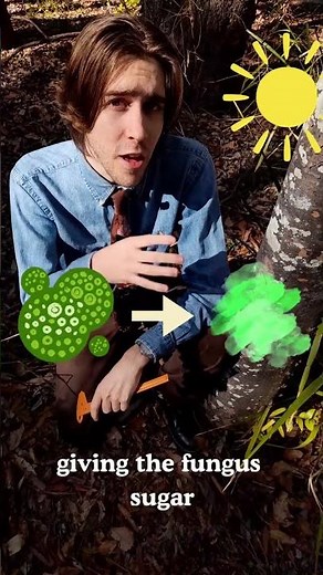 What is a lichen? A simple explanation in less than 45 seconds!