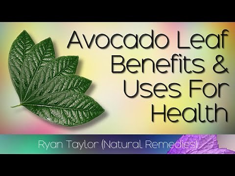 Avocado Leaves: Benefits and Uses