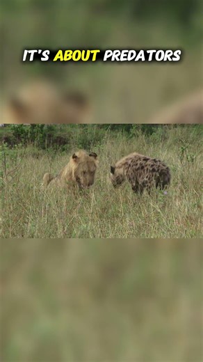 Top Ten Predators That Live Among Other Predators: When Predators Become Prey