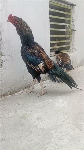 king 👑💖 java murgha so beautiful 😍😍😍❤️❤️