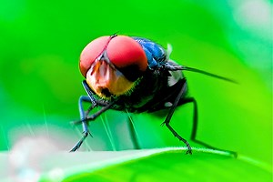 A Flesh-Eating Human Parasite Is Spreading Across Central America