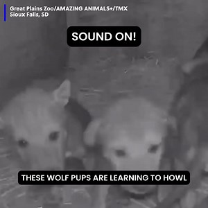 3.2K views | CUTE! A zoo says these wolf pups are only a few weeks old, but they're already learning pack behavior, like howling! | Gray Media Digital Content Center | Facebook