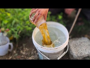 This secret liquid from your kitchen will make your plants explode with growth