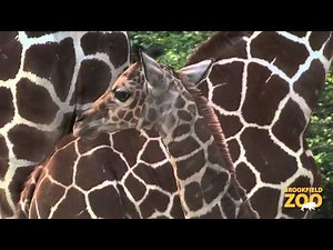 Giraffe Giving Birth at Brookfield Zoo