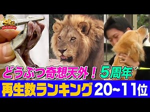 【総再生数3億回超】ライオンvsゾウ・最凶の毒ヘビ・愛犬との再会 「どうぶつ奇想天外！」５周年記念・再生回数ランキング20位～11位まとめ【どうぶつ奇想天外／WAKUWAKU】