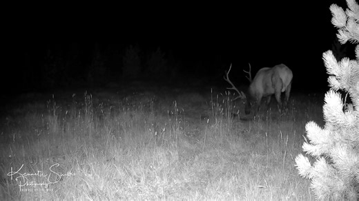 September 17, 2025 An elk’s bugle is one of the most haunting and powerful sounds in the wild. It starts as a high, eerie whistle, rises into a long, wavering scream, and often ends with a series of deep grunts or chuckles. The sound carries for kilometers, especially in the stillness of dawn or dusk. It’s beautiful and meant to attract cows and warn rival bulls during the rutting season. #wildlife #wildlifephotography #rockymountains #kennethshulkophotography | Kenneth Shulko Photography