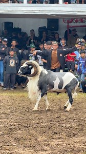 Gerong deui gering deui | Teteh Pajar Awis