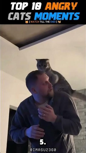 Top 10 Most Dramatic Cat Hisses Ever!