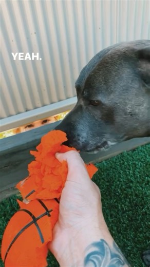 My dogs ate my 4yr old neighbours ball.. so I had to try & save our friendship 🏀🐶🥹🤣 #funny | Your Next Post