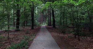 Trees, Forest, Netherlands. Free Stock Video