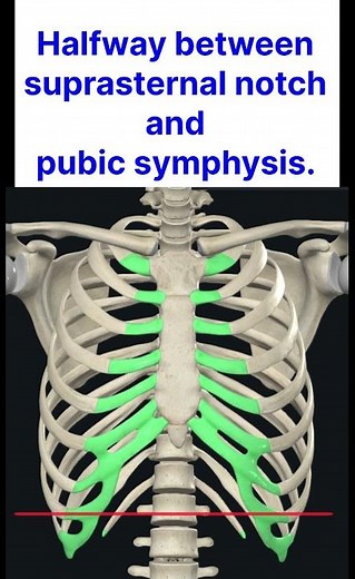 Transpyloric plane: Surface Marking #anatomyshorts