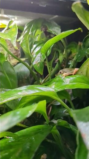 Tiger legged monkey tree frog chilling out in the middle of the night. #vivarium #frog #treefrogs