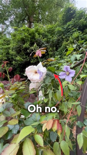 3.2K views · 20 reactions | The Japanese beetles are back. Some call...