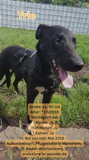 Trie ❤️ sanfter Rüde