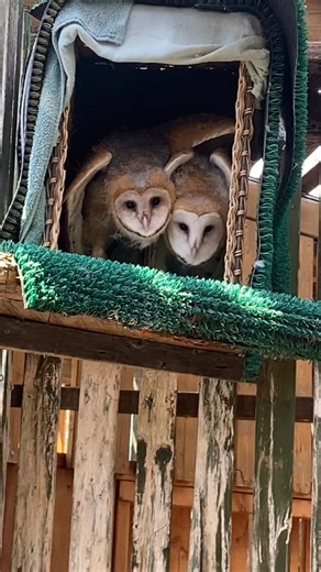That sound is so unique! Juvenile Barn Owls warning me to stay away. #barnowls #owls #santaferaptorcenter #birdsofprey #owlsofinstagram #whatisthat #birds | Santa Fe Raptor Center
