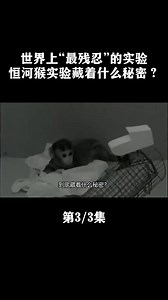 世界上“最残忍”的实验，恒河猴实验藏着什么秘密？ #恒河猴 #残忍 #实验 #母爱 #恒河猴实验 (1)
