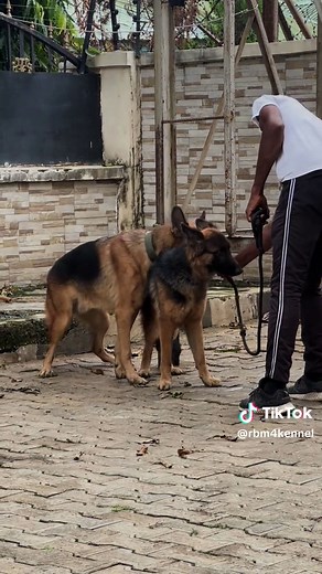 Konji na bastard! 😂 #ethicalbreeder #dogs #rbmkennel #abuja #germanshepherdsoftiktok #viralvideos #viralvideo🔥 #fyp #mating