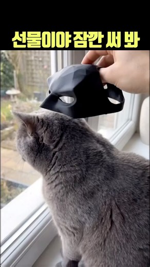 선물이야 잠깐 써 봐 #고양이 #히어로