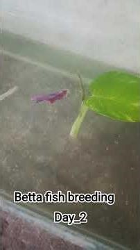 betta fish breeding day _2