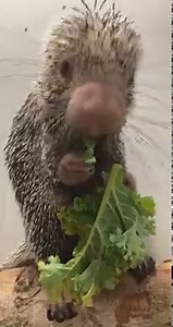 43K views · 2.2K reactions | 塞 This year, Percy the prehensile tailed porcupine resolves to eat more kale! During your next visit to the Columbus Zoo and Aquarium, stop by Jack Hanna's Animal Encounters Village for a chance to see him. What’s your new year’s resolution? https://bit.ly/3qkxL0g | Columbus Zoo and Aquarium | Facebook