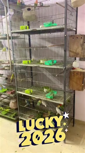 #alhamdulillah❤️ #IV_VAIARY #braids #lovebirds #aviary