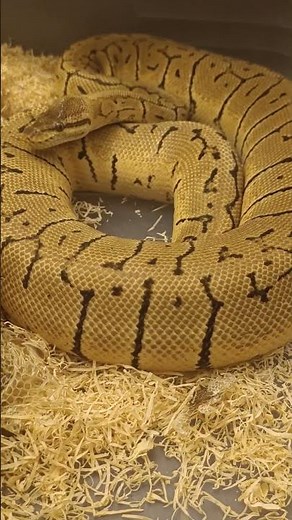 Lemonblast Orange Dream Fresh Shed During Breeding Season | Morph & Behavior Update