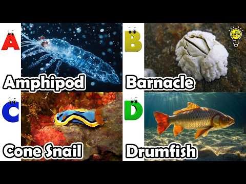 Amazing sea animals | ABC Sea Animals song | English and Animals for Kids | Alphabets Kids Song
