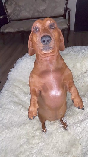 HitFit app: at home workouts! #fitnessapp #hitfitapp #athomeworkout #homeworkouts