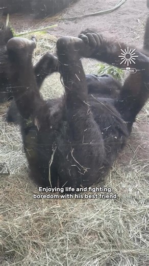 10K views · 133 reactions | Chimpanzee and frog love to play together  #fblifestyle | Animal Lovers | Facebook