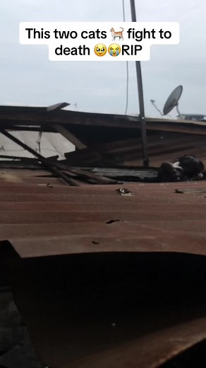 Two Cats Fight to Death - RIP