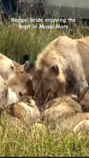 Rongai pride enjoying the lunch in great lands of Masai Mara