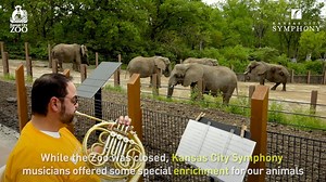 36K views · 1.5K reactions | SOUND ON! While we were closed, The Kansas City Symphony paid a visit to our animals to provide them with some fun enrichment. The musicians visited our elephants, Tropics, and our orangutans, and brightened their day with a few songs. We hope you enjoy the music as much as our animal friends did! | Kansas City Zoo & Aquarium | Facebook