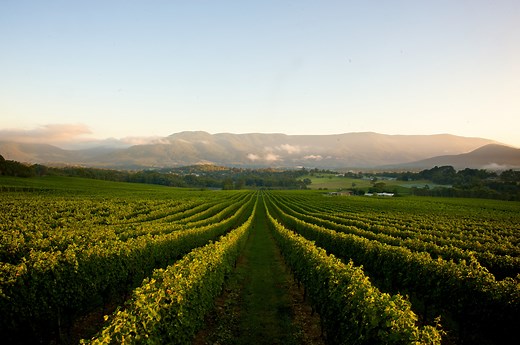 Guide to the Yarra Valley and Dandenong Ranges - Tourism Australia
