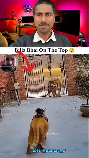 12K views · 957 reactions | Doges bhai rocked...