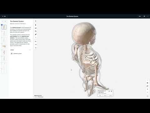 Anatomy and physiology Skeleton 3D model