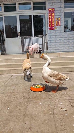 #dog #pig #goose Dogs and pigs were attacked by geese while eating