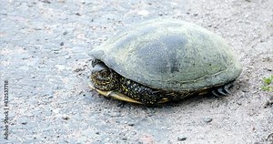 European pond turtle (Emys orbicularis). Portrait of large river turtle which sticks its head out of the shell on the riverbank. Summer, sunny day, close-up