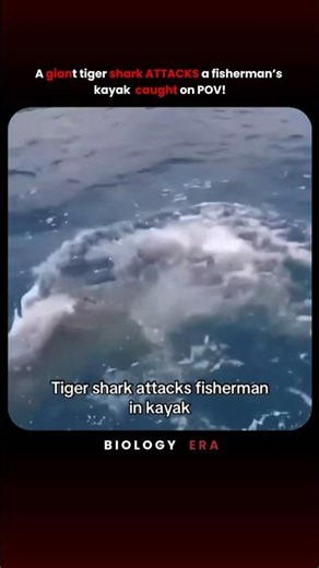 A giant tiger shark ATTACKS a fisherman’s kayak caught on POV!