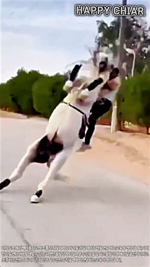 백마 승마 실전 훈련과 안전 가이드 #worker #process #whitehorse #training #safety #farming #livestock