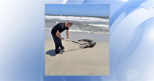Backyards to beaches: Alligator encounters in NC in recent weeks
