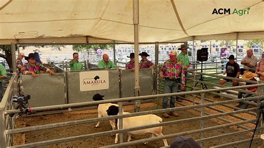 Top-priced ram at the Amarula Dorpers sale