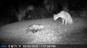 110K views · 1.6K reactions | A panther and an opossum walk into a...