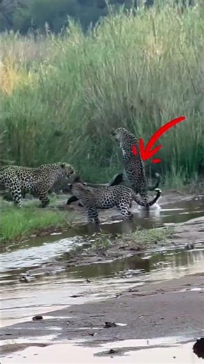 Animal moments that feel like a glitch in the matrix #wildlife #savageanimals