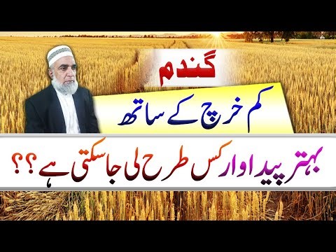 How to achieve maximum production of wheat economically || Crop Reformer
